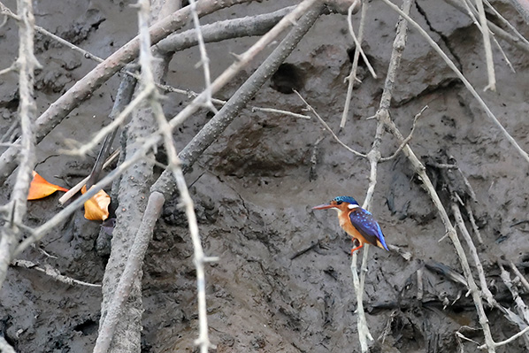 Malachite Kingfisher